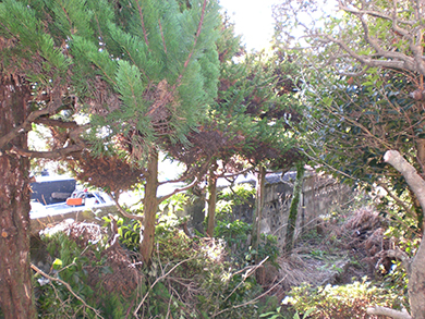 雑草がある庭の風景