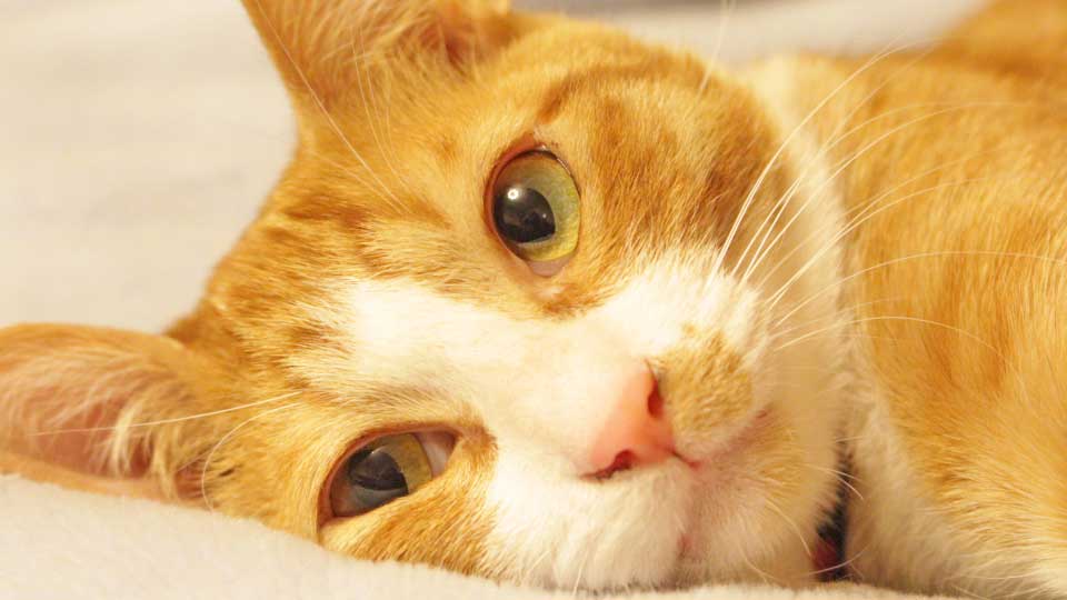 遺品整理とペットのお悩み